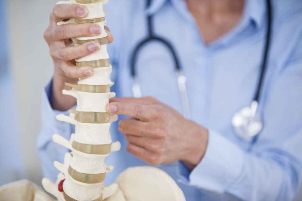 Spine anatomy